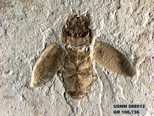 Insecta