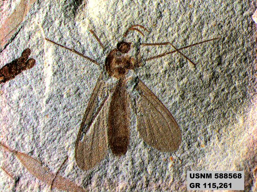 Genus sp