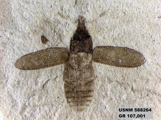 Insecta
