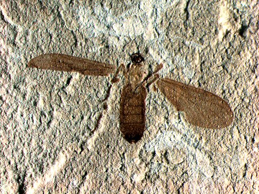 Insecta