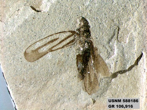 Genus sp