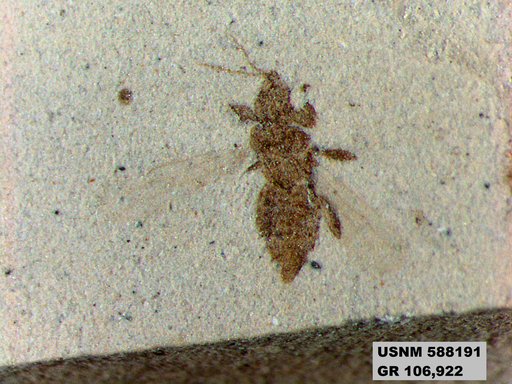 Insecta