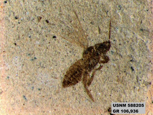 Insecta