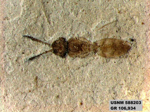 Insecta
