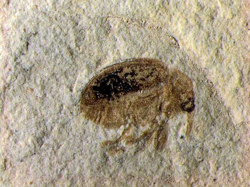Insecta