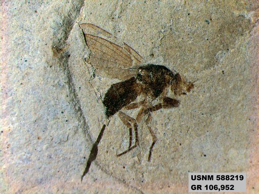 Insecta