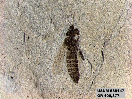 Insecta