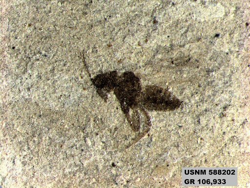 Insecta