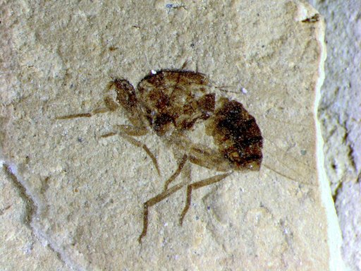 Genus sp