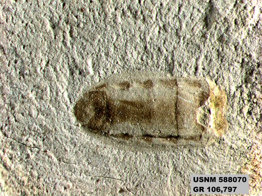 Genus sp