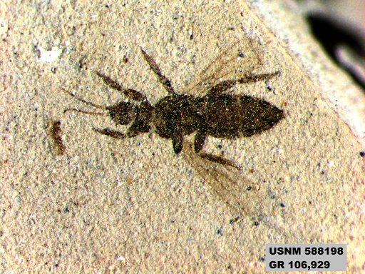 Insecta