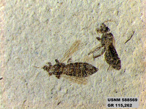 Insecta