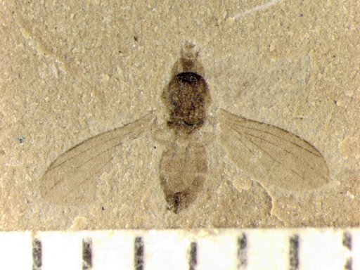 Insecta