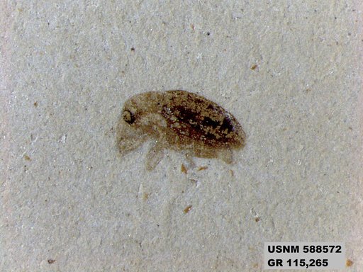 Insecta