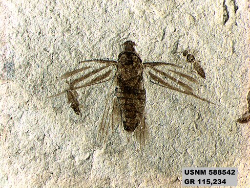 Genus sp