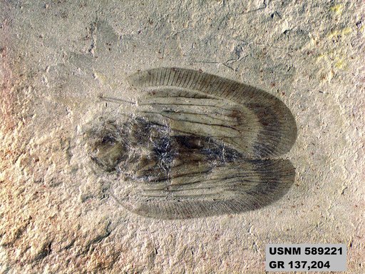 Genus sp