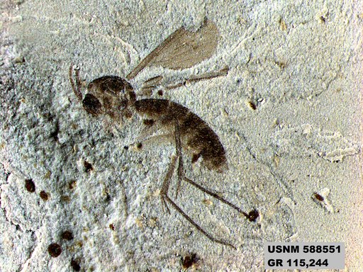 Insecta