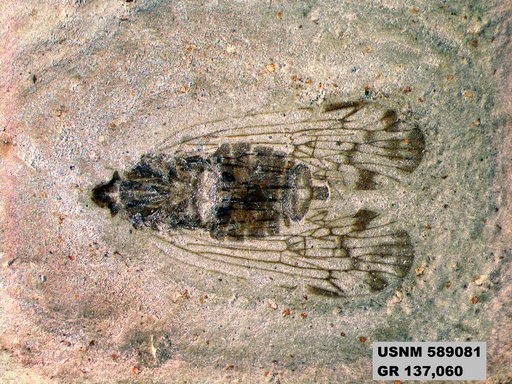 Genus sp