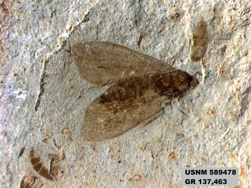 Genus sp