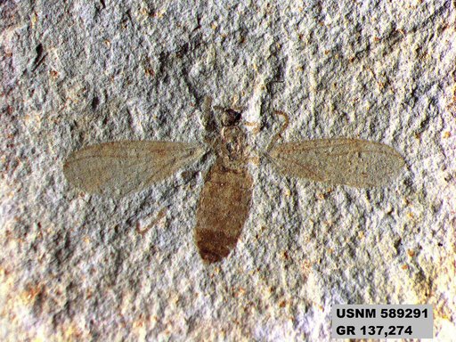 Insecta