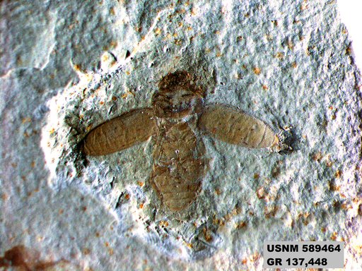 Genus sp