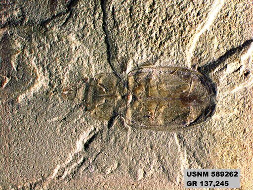 Genus sp