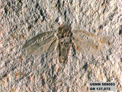 Genus sp