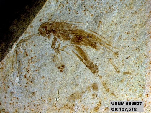 Insecta