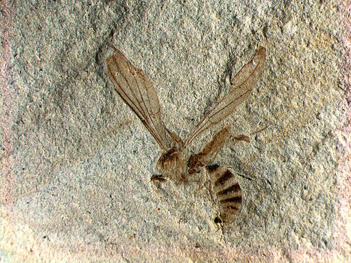 Insecta