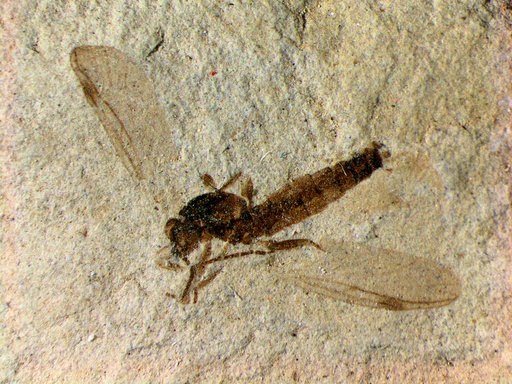 Genus sp