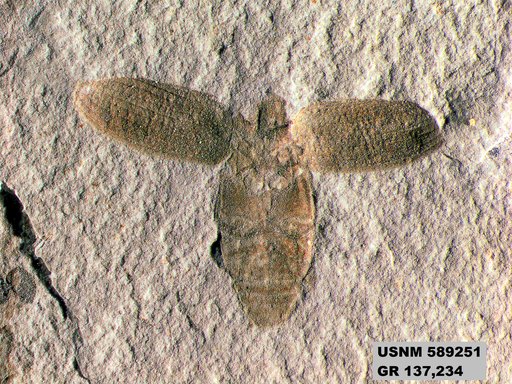 Genus sp
