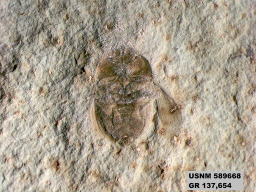 Genus sp