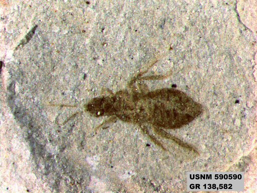 Insecta