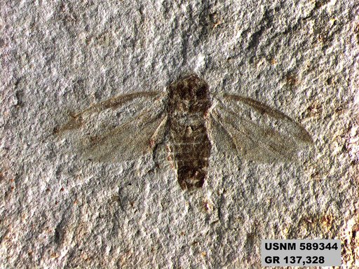 Genus sp
