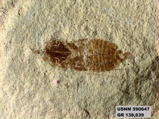 Genus sp