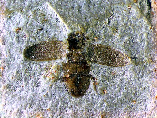 Insecta