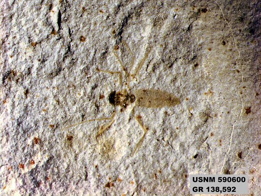 Insecta