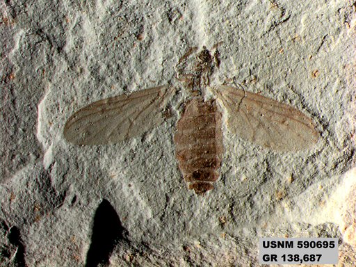 Insecta
