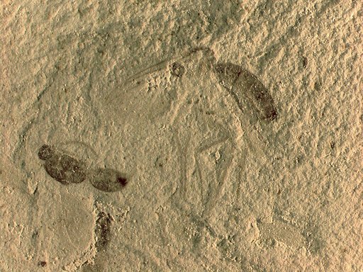 Genus sp