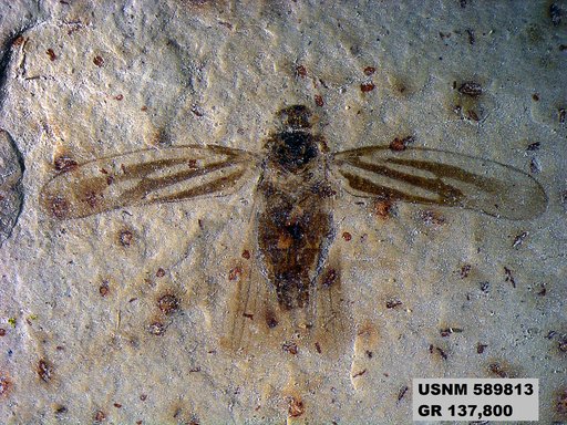 Genus sp