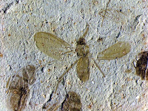 Insecta
