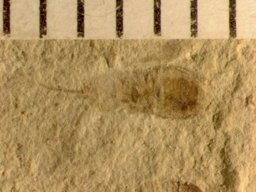 Genus sp
