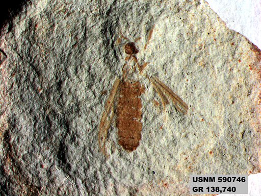 Insecta