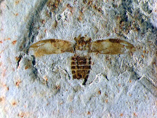 Genus sp