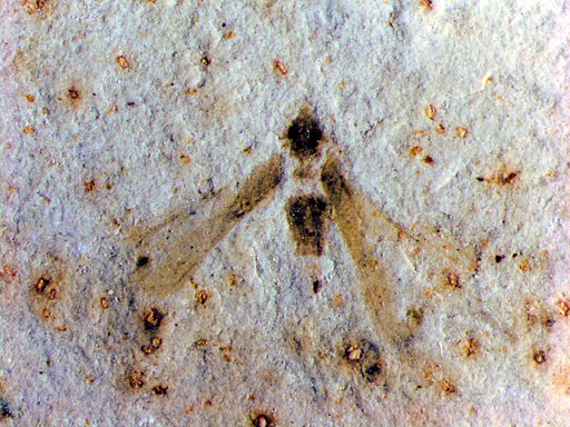 Genus sp