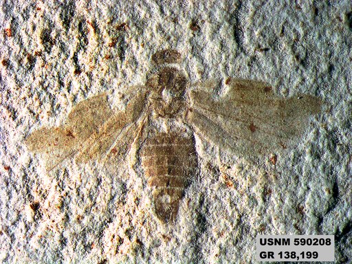 Genus sp