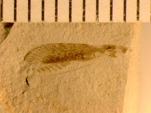 Insecta