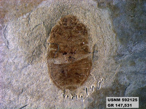 Genus sp