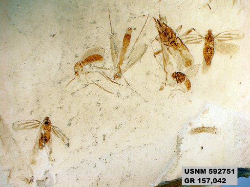Genus sp