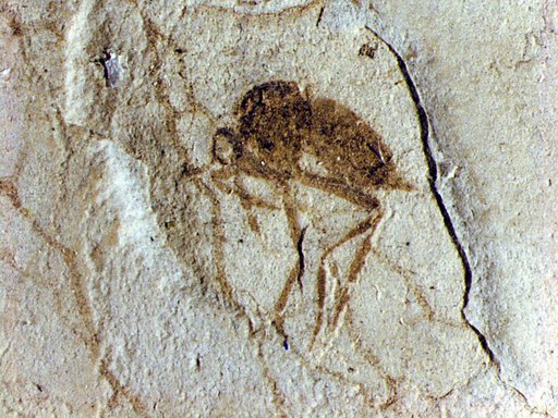 Genus sp